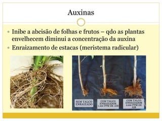 Auxinas
 Inibe a abcisão de folhas e frutos – qdo as plantas
envelhecem diminui a concentração da auxina
 Enraizamento de estacas (meristema radicular)
 