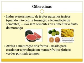 Giberelinas
 Induz o crescimento de frutos paternocárpicos
(quando não ocorre formação e fecundação de
sementes) – uva sem sementes ou aumentar o fruto
do morango
 Atrasa a maturação dos frutos – usado para
escalonar a produção ou manter frutos cítricos
verdes por mais tempos
 