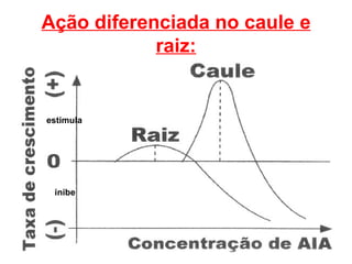 Ação diferenciada no caule e
            raiz:


estimula




 inibe
 