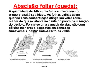 Abscisão foliar (queda):
• A quantidade de AIA numa folha é inversamente
  proporcional à sua idade. As folhas velhas caem
  quando essa concentração atinge um valor baixo,
  menor do que existente no caule no ponto de inserção
  do pecíolo. Forma-se uma camada de abscisão com
  células menores e dispostas em camadas
  transversais, destacando-se a folha velha.
 