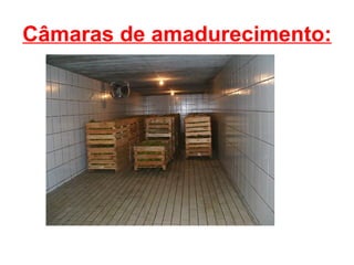 Câmaras de amadurecimento:
 