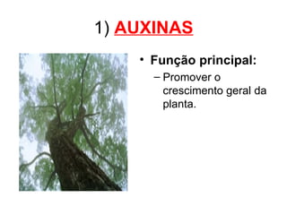 1) AUXINAS
    • Função principal:
      – Promover o
        crescimento geral da
        planta.
 