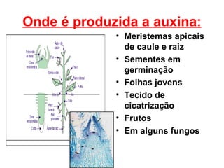 Onde é produzida a auxina:
             • Meristemas apicais
               de caule e raiz
             • Sementes em
               germinação
             • Folhas jovens
             • Tecido de
               cicatrização
             • Frutos
             • Em alguns fungos
 
