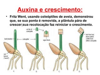 Auxina e crescimento:
• Fritz Went, usando coleóptiles de aveia, demonstrou
  que, se sua ponta é removida, a plântula pára de
  crescer;sua recolocação faz reiniciar o crescimento.
 