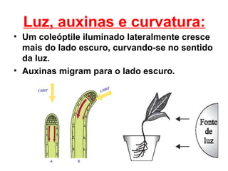 Luz, auxinas e curvatura:
• Um coleóptile iluminado lateralmente cresce
  mais do lado escuro, curvando-se no sentido
  da luz.
• Auxinas migram para o lado escuro.
 