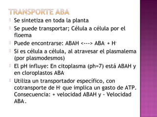    Se sintetiza en toda la planta
   Se puede transportar; Célula a célula por el
    floema
   Puede encontrarse: ABAH <---> ABA- + H+
   Si es célula a célula, al atravesar el plasmalema
    (por plasmodesmos)
   El pH influye: En citoplasma (ph=7) está ABAH y
    en cloroplastos ABA-
   Utiliza un transportador específico, con
    cotransporte de H+ que implica un gasto de ATP.
    Consecuencia: + velocidad ABAH y - Velocidad
    ABA-.
 