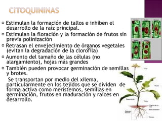 􀁜 Estimulan la formación de tallos e inhiben el
  desarrollo de la raíz principal.
􀁜 Estimulan la floración y la formación de frutos sin
  previa polinización
􀁜 Retrasan el envejecimiento de órganos vegetales
  (evitan la degradación de la clorofila)
􀁜 Aumento del tamaño de las células (no
  alargamiento), hojas más grandes
􀁜 También pueden provocar germinación de semillas
  y brotes.
   Se transportan por medio del xilema,
  particularmente en los tejidos que se dividen  de
  forma activa como meristemos, semillas en
  germinación, frutos en maduración y raíces en
  desarrollo.
 