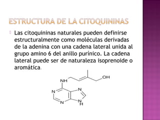    Las citoquininas naturales pueden definirse
    estructuralmente como moléculas derivadas
    de la adenina con una cadena lateral unida al
    grupo amino 6 del anillo purínico. La cadena
    lateral puede ser de naturaleza isoprenoide o
    aromática.
 