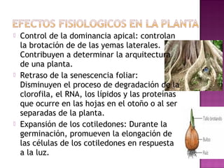    Control de la dominancia apical: controlan
    la brotación de de las yemas laterales.
    Contribuyen a determinar la arquitectura
    de una planta.
   Retraso de la senescencia foliar:
    Disminuyen el proceso de degradación de la
    clorofila, el RNA, los lípidos y las proteínas
    que ocurre en las hojas en el otoño o al ser
    separadas de la planta.
   Expansión de los cotiledones: Durante la
    germinación, promueven la elongación de
    las células de los cotiledones en respuesta
    a la luz.
 