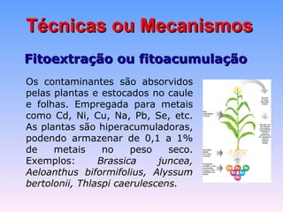 TTééccnniiccaass oouu MMeeccaanniissmmooss 
FFiittooeexxttrraaççããoo oouu ffiittooaaccuummuullaaççããoo 
Os contaminantes são absorvidos 
pelas plantas e estocados no caule 
e folhas. Empregada para metais 
como Cd, Ni, Cu, Na, Pb, Se, etc. 
As plantas são hiperacumuladoras, 
podendo armazenar de 0,1 a 1% 
de metais no peso seco. 
Exemplos: Brassica juncea, 
Aeloanthus biformifolius, Alyssum 
bertolonii, Thlaspi caerulescens. 
 