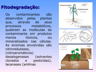 FFiittooddeeggrraaddaaççããoo:: 
Os contaminantes são 
absorvidos pelas plantas 
que, através de seus 
processos metabólicos, 
quebram as moléculas do 
contaminante em produtos 
menos tóxicos, ou 
mineralizados nas células. 
As enzimas envolvidas são 
nitroredutases, 
(nitroaromáticos) 
desalogenases (solventes 
clorados e pesticidas), 
lacanases (anilinas 
 