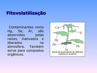 FFiittoovvoollaattiilliizzaaççããoo 
Contaminantes como 
Hg, Se, Ar, são 
absorvidos pelas 
raízes, inativados e 
liberados na 
atmosfera. Também 
serve para compostos 
orgânicos. 
 
