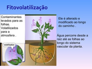 Ele é alterado e 
modificado ao longo 
do caminho . 
Água percorre desde a 
raiz até as folhas ao 
longo do sistema 
vascular da planta. 
Contaminantes 
levados para as 
folhas. 
Volatilizados 
para a 
atmosfera . 
 