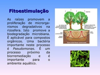 FFiittooeessttiimmuullaaççããoo 
As raízes promovem a 
proliferação de microrga-nismos 
degradativos na 
rizosfera. Isto promove a 
biodegradação microbiana. 
É aplicável para compostos 
orgânicos. Uma bactéria 
importante neste processo 
é Pseudomonas. É um 
processo próximo da 
biorremediação e é 
importante para o 
ambiente aquático. 
 