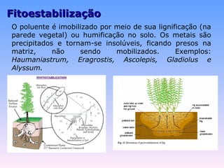 FFiittooeessttaabbiilliizzaaççããoo 
O poluente é imobilizado por meio de sua lignificação (na 
parede vegetal) ou humificação no solo. Os metais são 
precipitados e tornam-se insolúveis, ficando presos na 
matriz, não sendo mobilizados. Exemplos: 
Haumaniastrum, Eragrostis, Ascolepis, Gladiolus e 
Alyssum. 
 