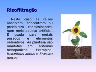 RRiizzooffiillttrraaççããoo 
Neste caso as raízes 
absorvem, concentram ou 
precipitam contaminantes, 
num meio aquoso artificial. 
É usada para metais 
pesados e elementos 
radioativos. As plantasa são 
mantidas em sistemas 
hidropônicos. Exemplos: 
Helianthus annus e Brassica 
juncea. 
 
