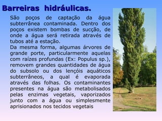 BBaarrrreeiirraass hhiiddrrááuulliiccaass.. 
São poços de captação da água 
subterrânea contaminada. Dentro dos 
poços existem bombas de sucção, de 
onde a água será retirada através de 
tubos até a estação. 
Da mesma forma, algumas árvores de 
grande porte, particularmente aquelas 
com raízes profundas (Ex: Populus sp.), 
removem grandes quantidades de água 
do subsolo ou dos lençóis aquáticos 
subterrâneos, a qual é evaporada 
através das folhas. Os contaminantes 
presentes na água são metabolisados 
pelas enzimas vegetais, vaporizados 
junto com a água ou simplesmente 
aprisionados nos tecidos vegetais 
 