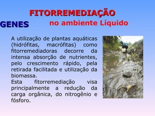 FFIITTOORRRREEMMEEDDIIAAÇÇÃÃOO 
no ambiente Líquido 
DDIIOOGGEENNEESS 
A utilização de plantas aquáticas 
(hidrófitas, macrófitas) como 
fitorremediadoras decorre da 
intensa absorção de nutrientes, 
pelo crescimento rápido, pela 
retirada facilitada e utilização da 
biomassa. 
Esta fitorremediação visa 
principalmente a redução da 
carga orgânica, do nitrogênio e 
fósforo. 
 
