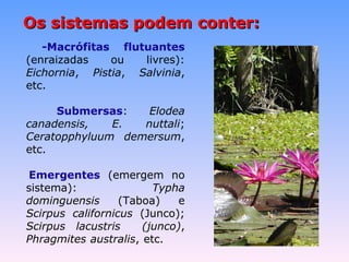 siste Os sistemmaass ppooddeemm ccoonntteerr:: 
-Macrófitas flutuantes 
(enraizadas ou livres): 
Eichornia, Pistia, Salvinia, 
etc. 
Submersas: Elodea 
canadensis, E. nuttali; 
Ceratopphyluum demersum, 
etc. 
Emergentes (emergem no 
sistema): Typha 
dominguensis (Taboa) e 
Scirpus californicus (Junco); 
Scirpus lacustris (junco), 
Phragmites australis, etc. 
 
