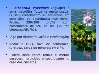  Eichornia crassipes (aguapé) é 
uma macrófita flutuante muito usada. 
O seu crescimento é acelerado em 
condições de abundância nutricional. 
Produz 250-300 ton/há, com 
crescimento de 5% ao dia (15 ton 
biomassa/dia/há). 
 Age por fitoestimulação e rizofiltração; 
 Reduz a DBO, taxa de coliformes, 
turbidez, carga de minerais (N e P). 
 Além disto retira fenois e metais 
pesados, herbicidas e coadjuvante no 
caso dos cianetos 
 
