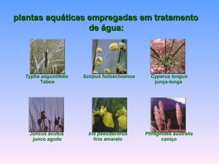plantas aaqquuááttiiccaass eemmpprreeggaaddaass eemm ttrraattaammeennttoo 
Typha angustifolia 
Taboa 
Scirpus holoschoenus Cyperus longus 
junça-longa 
Juncus acutus 
junco agudo 
Iris pseudacorus 
lírio amarelo 
Phragmites australis 
caniço 
ddee áágguuaa:: 
 