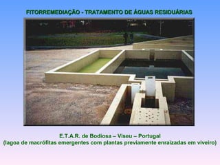 FFIITTOORRRREEMMEEDDIIAAÇÇÃÃOO -- TTRRAATTAAMMEENNTTOO DDEE ÁÁGGUUAASS RREESSIIDDUUÁÁRRIIAASS 
E.T.A.R. de Bodiosa – Viseu – Portugal 
(lagoa de macrófitas emergentes com plantas previamente enraizadas em viveiro) 
 