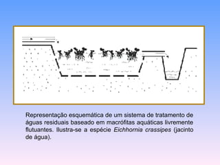 Representação esquemática de um sistema de tratamento de 
águas residuais baseado em macrófitas aquáticas livremente 
flutuantes. Ilustra-se a espécie Eichhornia crassipes (jacinto 
de água). 
 