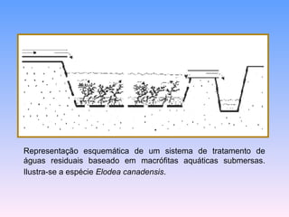 Representação esquemática de um sistema de tratamento de 
águas residuais baseado em macrófitas aquáticas submersas. 
Ilustra-se a espécie Elodea canadensis. 
 