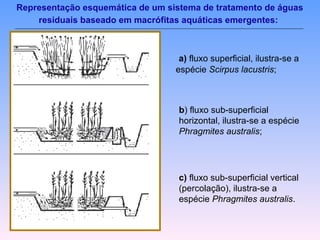 Representação esquemática de um sistema de tratamento de águas 
residuais baseado em macrófitas aquáticas emergentes: 
a) fluxo superficial, ilustra-se a 
espécie Scirpus lacustris; 
b) fluxo sub-superficial 
horizontal, ilustra-se a espécie 
Phragmites australis; 
c) fluxo sub-superficial vertical 
(percolação), ilustra-se a 
espécie Phragmites australis. 
 