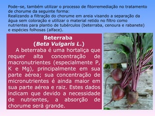 Pode–se, também utilizar o processo de fitorremediação no tratamento 
de chorume da seguinte forma: 
Realizando a filtração do chorume em areia visando a separação da 
água sem coloração e utilizar o material retido no filtro como 
nutrientes para plantio de tubérculos (beterraba, cenoura e rabanete) 
e espécies folhosas (alface). 
Beterraba 
(Beta Vulgaris L.) 
A beterraba é uma hortaliça que 
requer alta concentração de 
macronutrientes (especialmente P, 
K e Mg), principalmente em sua 
parte aérea; sua concentração de 
micronutrientes é ainda maior em 
sua parte aérea e raiz. Estes dados 
indicam que devido a necessidade 
de nutrientes, a absorção de 
chorume será grande. 
 