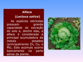 Alface 
(Lactuca sativa) 
As espécies olerícolas 
possuem grande 
capacidade de extração 
do solo e, dentre elas, a 
alface é considerada a 
principal acumuladora de 
metais pesados 
(principalmente Zn, Cu, e 
Pb). Este acúmulo ocorre 
basicamente na parte 
aérea da planta. 
 
