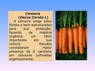 Cenoura 
(Dacus Carota L) 
A cenoura exige solos 
férteis e bem estruturados 
para sua produção, 
fazendo da matéria 
orgânica um fator 
importante em sua 
cultura. Estudos 
constataram maior 
presença de b caroteno 
em cenouras cultivadas 
organicamente. 
 