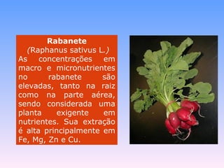 Rabanete 
(Raphanus sativus L.) 
As concentrações em 
macro e micronutrientes 
no rabanete são 
elevadas, tanto na raiz 
como na parte aérea, 
sendo considerada uma 
planta exigente em 
nutrientes. Sua extração 
é alta principalmente em 
Fe, Mg, Zn e Cu. 
 
