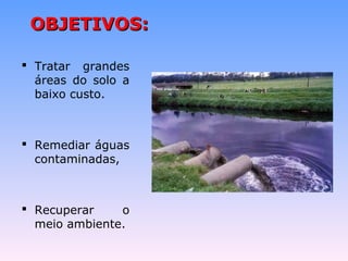 OOBBJJEETTIIVVOOSS:: 
 Tratar grandes 
áreas do solo a 
baixo custo. 
 Remediar águas 
contaminadas, 
 Recuperar o 
meio ambiente. 
 