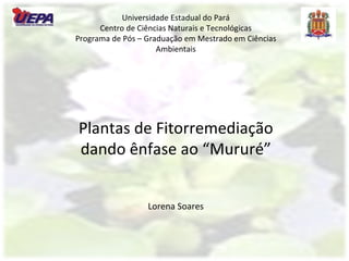 Universidade Estadual do Pará Centro de Ciências Naturais e Tecnológicas Programa de Pós – Graduação em Mestrado em Ciências Ambientais Plantas de Fitorremediação dando ênfase ao “Mururé” Lorena Soares 