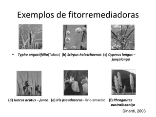 Exemplos de fitorremediadoras (d)  Juncus acutus – junco  (e)  Iris pseudacorus -  lírio amarelo  (f)  Phragmites australiscaniço Typha angustifólia (Taboa)  (b)  Scirpus holoschoenus  (c)  Cyperus longus – junçalonga Dinardi, 2003 