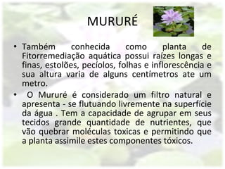 MURURÉ Também conhecida como planta de Fitorremediação aquática possui raízes longas e finas, estolões, pecíolos, folhas e inflorescência e sua altura varia de alguns centímetros ate um metro. O Mururé é considerado um filtro natural e apresenta - se flutuando livremente na superfície da água . Tem a capacidade de agrupar em seus tecidos grande quantidade de nutrientes, que vão quebrar moléculas toxicas e permitindo que a planta assimile estes componentes tóxicos. 