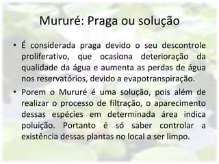 Mururé: Praga ou solução É considerada praga devido o seu descontrole proliferativo, que ocasiona deterioração da qualidade da água e aumenta as perdas de água nos reservatórios, devido a evapotranspiração. Porem o Mururé é uma solução, pois além de realizar o processo de filtração, o aparecimento dessas espécies em determinada área indica poluição. Portanto é só saber controlar a existência dessas plantas no local a ser limpo. 