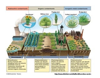 Fitory Bincang Sinau