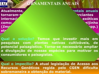 ORNAMENTAIS ANUAIS
Atualmente, os produtores de ornamentais anuais
tornaram-se dependentes dos comerciantes
internacionais de sementes para espécies exóticas
como: o amor-perfeito (Viola spp.), beijinho
(Impatiens spp.), boca-de-leão (Antirrhinum spp.)
etc.
Qual a solução? Temos que investir mais em
pesquisas com plantas nativas cultiváveis, de
potencial paisagístico. Torna-se necessário ampliar
a divulgação de nossas espécies para motivar os
consumidores e paisagistas.
Qual o impecílio? A atual legislação de Acesso aos
Recursos Genéticos regida pelo CGEN dificulta
sobremaneira a obtenção do material.

 