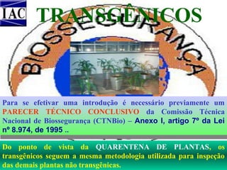 TRANSGÊNICOS

Para se efetivar uma introdução é necessário previamente um
PARECER TÉCNICO CONCLUSIVO da Comissão Técnica
Nacional de Biossegurança (CTNBio) – Anexo I, artigo 7º da Lei
nº 8.974, de 1995 ..
Do ponto de vista da QUARENTENA DE PLANTAS, os
transgênicos seguem a mesma metodologia utilizada para inspeção
das demais plantas não transgênicas.

 