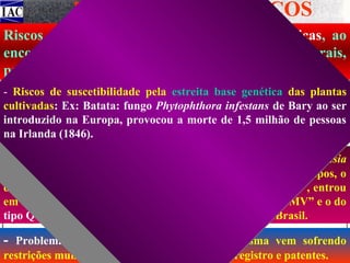 PROBLEMAS E RISCOS
Riscos das pragas adaptadas às espécies exóticas, ao
encontrar um novo habitat, sem inimigos naturais,
proliferarem-se rapidamente.
- Riscos de suscetibilidade pela estreita base genética das plantas
cultivadas: Ex: Batata: fungo Phytophthora infestans de Bary ao ser
introduzido na Europa, provocou a morte de 1,5 milhão de pessoas
na Irlanda (1846).

-Riscos de pragas que já existentes no país:

Ex: Bemisia
tabaci (mosca branca da batata-doce e tomate), possui 20 biótipos, o
do tipo B vetor do “tomato yellow leaf curl virus – TYLCV”, entrou
em 1991, o do tipo J vetor do “african cassava vírus – ACMV” e o do
tipo Q são muito agressivos, mas ainda inexistentes no Brasil.

-

Problema: o livre intercâmbio de germoplasma vem sofrendo
restrições mundialmente, com as novas leis de registro e patentes.

 