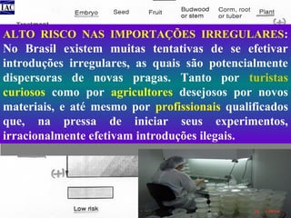 ALTO RISCO NAS IMPORTAÇÕES IRREGULARES:

No Brasil existem muitas tentativas de se efetivar
introduções irregulares, as quais são potencialmente
dispersoras de novas pragas. Tanto por turistas
curiosos como por agricultores desejosos por novos
materiais, e até mesmo por profissionais qualificados
que, na pressa de iniciar seus experimentos,
irracionalmente efetivam introduções ilegais.

 