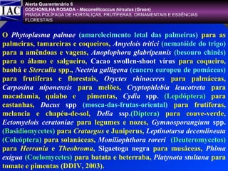 Alerta Quarentenário 6
COCHONILHA ROSADA - Maconellicoccus hirsutus (Green)
PRAGA POLÍFAGA DE HORTALIÇAS, FRUTÍFERAS, ORNAMENTAIS E ESSÊNCIAS
FLORESTAIS

O Phytoplasma palmae (amarelecimento letal das palmeiras) para as
palmeiras, tamareiras e coqueiros, Amyelois tritici (nematóide do trigo)
para a amêndoas e vagens, Anoplophora glabripennis (besouro chinês)
para o álamo e salgueiro, Cacao swollen-shoot vírus para coqueiro,
baobá e Sterculia spp., Nectria galligena (cancro europeu de pomáceas)
para frutíferas e florestais, Oryctes rhinoceres para palmáceas,
Carposina niponensis para melões, Cryptophlebia leucotreta para
macadamia, quiabo e
pimentas, Cydia spp. (Lepdóptera) para
castanhas, Dacus spp (mosca-das-frutas-oriental) para frutíferas,
melancia e chapéu-de-sol, Delia ssp.(Díptera) para couve-verde,
Ectomyelois ceratoniae para legumes e nozes, Gymnosporangium spp.
(Basidiomycetes) para Crataegus e Juniperus, Leptinotarsa decemlineata
(Coleóptera) para solanáceas, Moniliophthora roreri (Deuteromycetos)
para Herrania e Theobroma, Sigaetoga negra para musáceas, Phima
exígua (Coelomycetes) para batata e beterraba, Platynota stultana para
tomate e pimentas (DDIV, 2003).

 