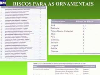 RISCOS PARA AS ORNAMENTAIS

 