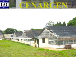 CENARGEN
Exemplos recentes de interceptação de pragas
exóticas: Globodera sp. (nematóide da batata)
oriundo do Canadá, Ditylenchus dipsaci e
Pratylenchus scribneri em mudas de bromélias
oriundas da Colômbia, Lophodermium seditiosum e
Tylaphelenchus sp. em Pinus taeda oriundo dos
Estados Unidos e Banana Bunchy Top Vírus em
mudas de banana oriundas das Filipinas.
Tais exemplos mostram-nos o risco de introduções
sem uma eficiente quarentena.

 