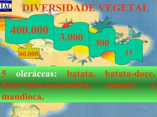 DIVERSIDADE VEGETAL

400.000
60.000

3.000

300
15

5 oleráceas: batata, batata-doce,
beterraba-açucareira,
tomate
e
mandioca.

 