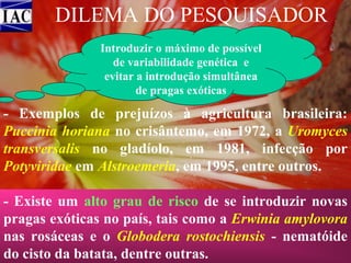 DILEMA DO PESQUISADOR
Introduzir o máximo de possível
de variabilidade genética e
evitar a introdução simultânea
de pragas exóticas

- Exemplos de prejuízos à agricultura brasileira:
Puccinia horiana no crisântemo, em 1972, a Uromyces
transversalis no gladíolo, em 1981, infecção por
Potyviridae em Alstroemeria, em 1995, entre outros.
- Existe um alto grau de risco de se introduzir novas
pragas exóticas no país, tais como a Erwinia amylovora
nas rosáceas e o Globodera rostochiensis - nematóide
do cisto da batata, dentre outras.

 