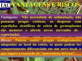VANTAGENS E RISCOS
Vantagens: Não necessitam de aclimatação, não
possuem pragas exóticas, as despesas com
expedições científicas de coleta de germoplasma
são menores e abrem novos mercados de
exportação).
Riscos: Podem conter pragas ecologicamente
adaptadas ao local da coleta, as quais podem ter
comportamento diferenciado em um novo local, o
que sugere a execução de “quarentena interna”.

 