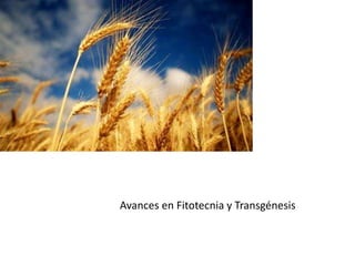 Avances en Fitotecnia y Transgénesis
 